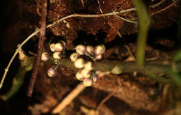 Image de Besleria robusta Donn. Sm.