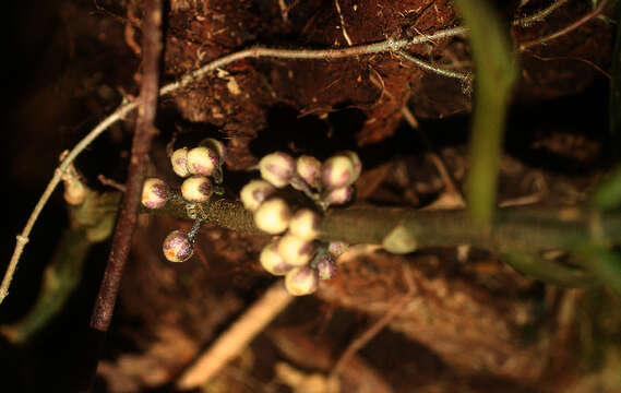 Слика од Besleria robusta Donn. Sm.