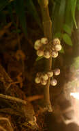 Image de Besleria robusta Donn. Sm.