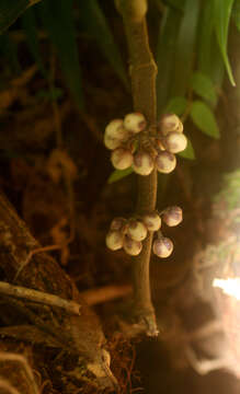 Image of Besleria robusta Donn. Sm.