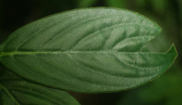 Image of Besleria robusta Donn. Sm.