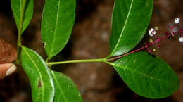 Image of Psychotria