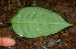 Image of Psychotria