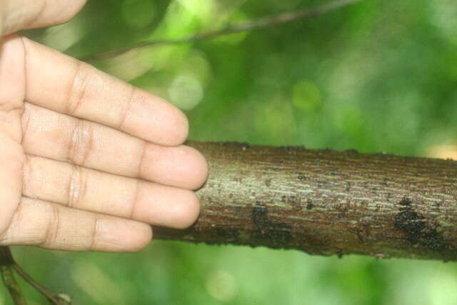 Image of Jacaratia dolichaula (J. D. Smith) R. E. Woodson