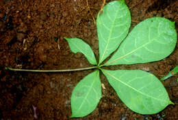 Image of Jacaratia dolichaula (J. D. Smith) R. E. Woodson