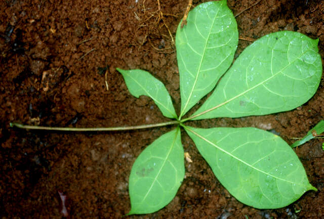 Image of Jacaratia dolichaula (J. D. Smith) R. E. Woodson