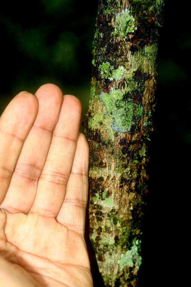 Image of Jacaratia dolichaula (J. D. Smith) R. E. Woodson