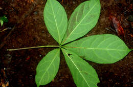 Image of Jacaratia dolichaula (J. D. Smith) R. E. Woodson