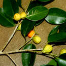 Image of Ficus