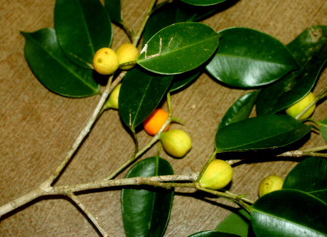 Image of Ficus