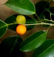 Image of Ficus