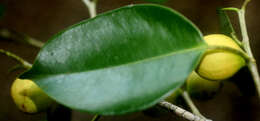 Image of Ficus