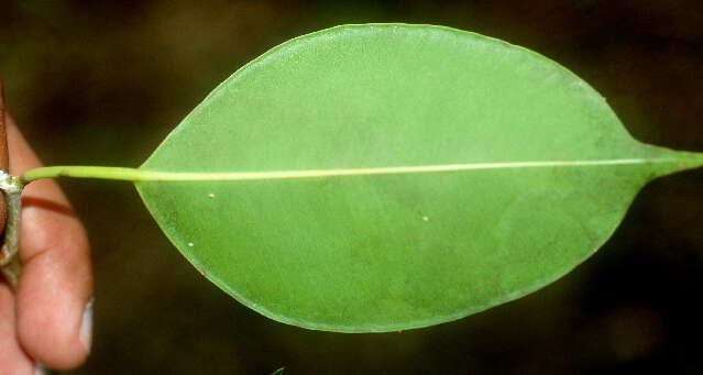 Image of Ficus