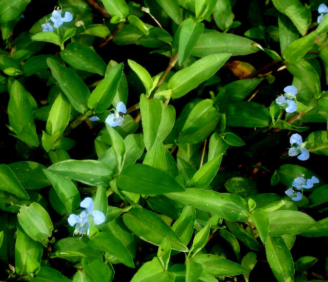 Image of Blousel Blommetjie