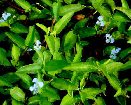 Image of Blousel Blommetjie