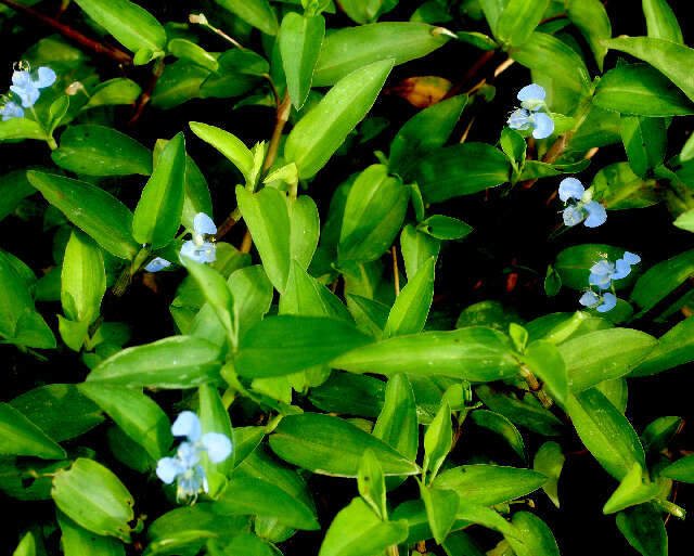 Image of Blousel Blommetjie