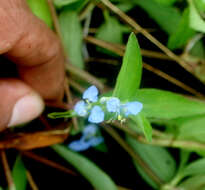 Image of Blousel Blommetjie