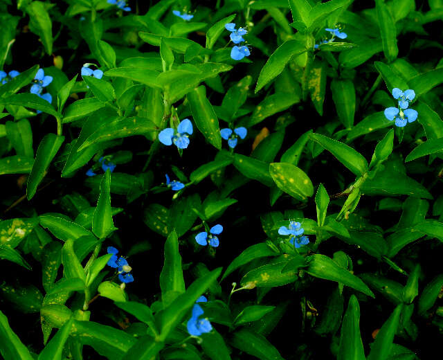 Image of Blousel Blommetjie