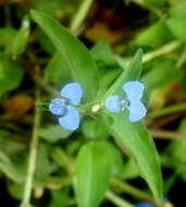 Image of Blousel Blommetjie