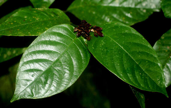 Sivun Psychotria suerrensis Donn. Sm. kuva