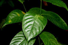 Image de Psychotria suerrensis Donn. Sm.