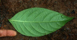 Image of Psychotria suerrensis Donn. Sm.