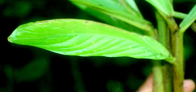 Image of Hylaeanthe hoffmannii (K. Schum.) A. M. E. Jonker & Jonker ex H. Kenn.