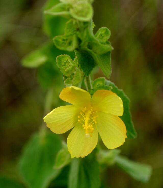 Image of Caesarweed