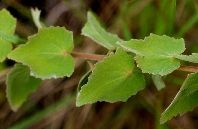 Image of Caesarweed