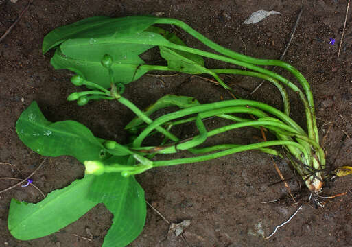 Image of water-plantain family