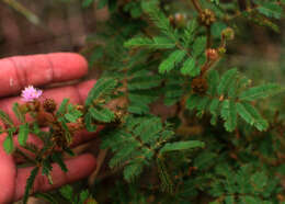 Image of Mimosa camporum Benth.