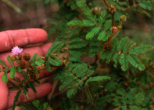 Imagem de Mimosa camporum Benth.