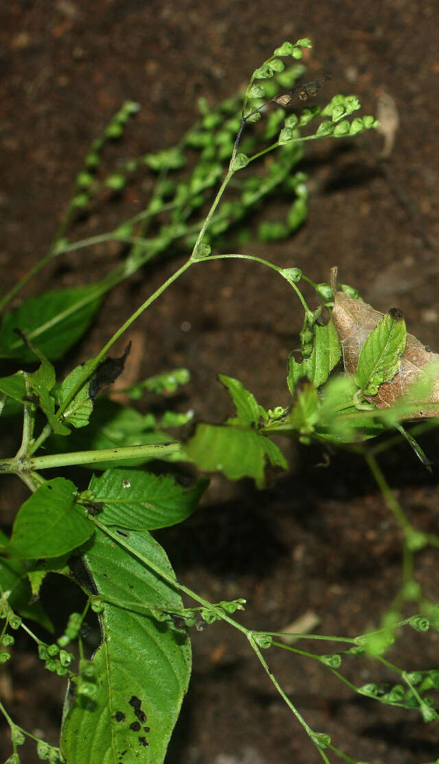 Image of Lax Hornpod