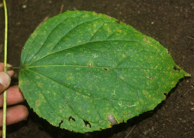 Image of Asteraceae