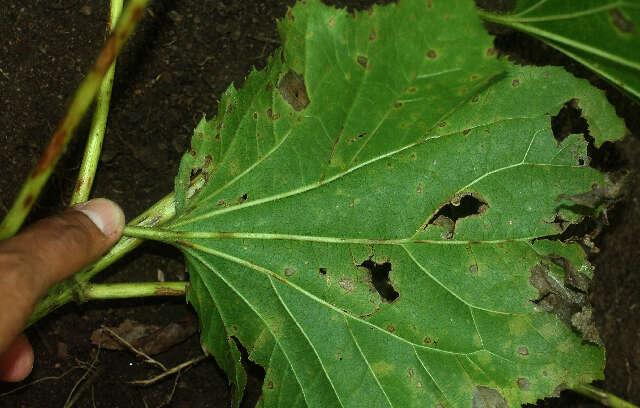 Image of Asteraceae