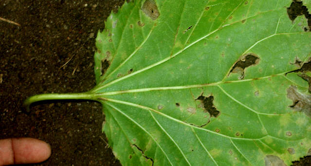 Image of Asteraceae