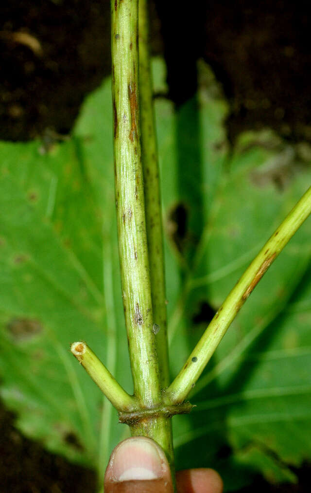 Image of Asteraceae