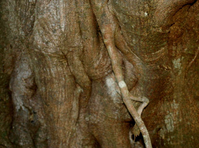 Image of Ficus crocata (Miq.) Mart. ex Miq.