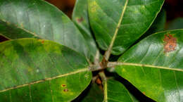 Image of Ficus crocata (Miq.) Mart. ex Miq.