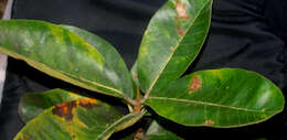 Image of Ficus crocata (Miq.) Mart. ex Miq.