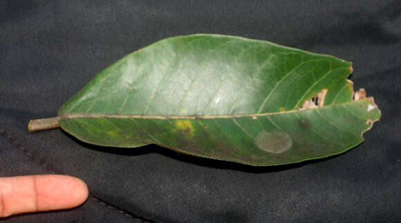 Image of Ficus crocata (Miq.) Mart. ex Miq.