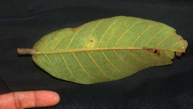 Image of Ficus crocata (Miq.) Mart. ex Miq.