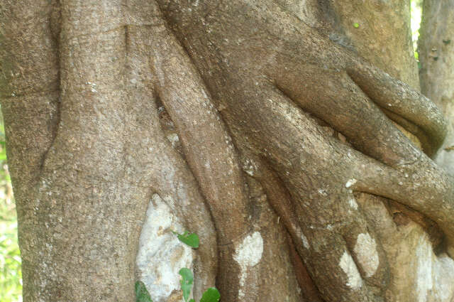 Image of Ficus crocata (Miq.) Mart. ex Miq.