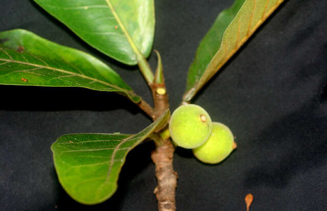 Image of Ficus crocata (Miq.) Mart. ex Miq.