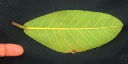 Ficus crocata (Miq.) Mart. ex Miq.的圖片