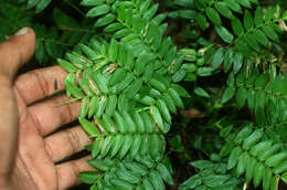 Image of Cryptochloa concinna (Hook. fil.) Swallen