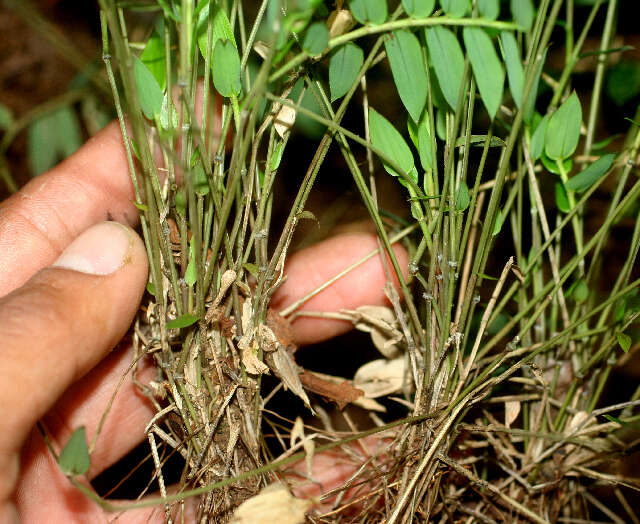 Image of Cryptochloa concinna (Hook. fil.) Swallen