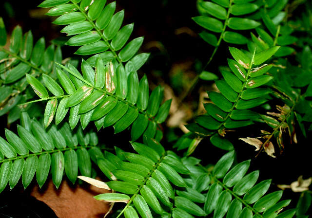 Image of Cryptochloa concinna (Hook. fil.) Swallen