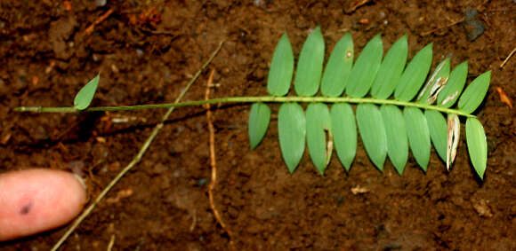 Image of Cryptochloa concinna (Hook. fil.) Swallen