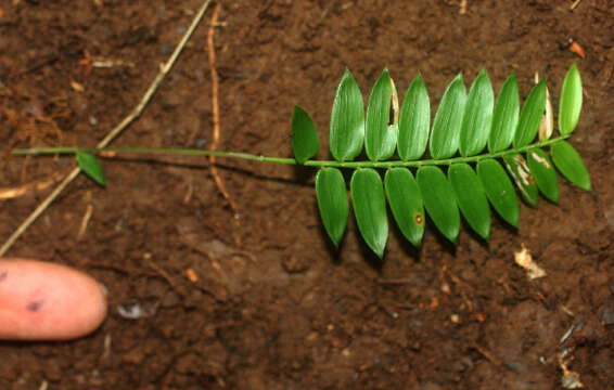 Image of Cryptochloa concinna (Hook. fil.) Swallen